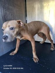 Shelter Stray Female Dog last seen GLEN RIDGE DIAMOND APTS, 4710 TX-151, San Antonio, TX 78227, USA