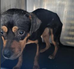 Shelter Stray Female Dog last seen GLEN RIDGE DIAMOND APTS, 4710 TX-151, San Antonio, TX 78227, USA