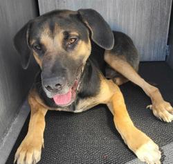 Shelter Stray Male Dog last seen Near BLOCK VISTA VALET, 4710 TX-151, San Antonio, TX 78227, USA