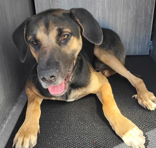 Shelter Stray Male Dog last seen Near BLOCK VISTA VALET, 4710 TX-151, San Antonio, TX 78227, USA