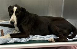 Shelter Stray Male Dog last seen PETERS AND NALL/ CATTLE, 1150 11 Mile Corner, Casa Grande, AZ 85194, USA