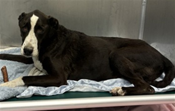 Shelter Stray Male Dog last seen PETERS AND NALL/ CATTLE, 1150 11 Mile Corner, Casa Grande, AZ 85194, USA
