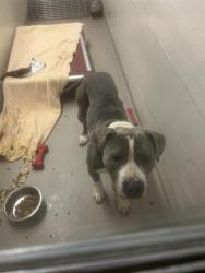 Shelter Stray Male Dog last seen Near BLOCK SE 228TH PL, KENT WA 98031, 21615 64th Ave S, Kent, WA 98032, USA