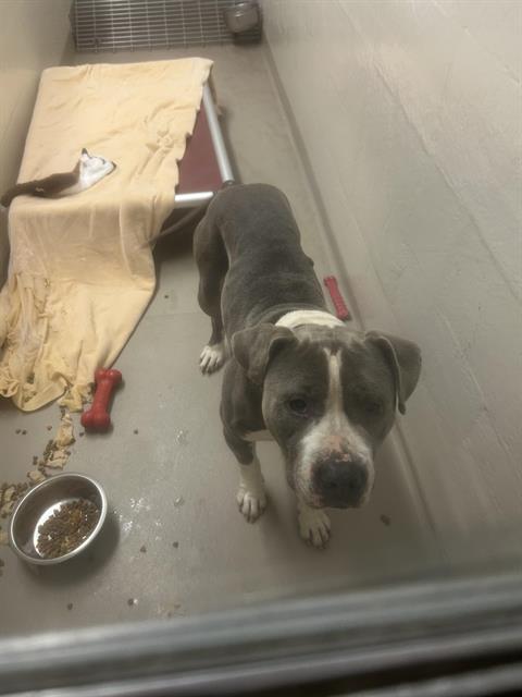 Shelter Stray Male Dog last seen Near BLOCK SE 228TH PL, KENT WA 98031, 21615 64th Ave S, Kent, WA 98032, USA