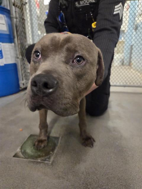 Shelter Stray Male Dog last seen Near BLOCK MILITARY RD S, AUBURN WA 98001, 21615 64th Ave S, Kent, WA 98032, USA