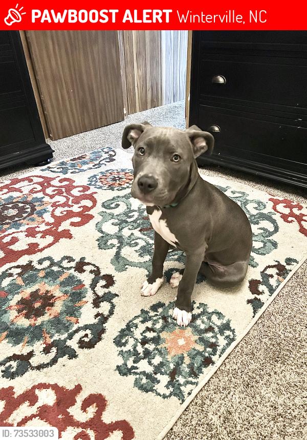 Lost Male Dog last seen Emily dr. Winterville nc, Winterville, NC 28590