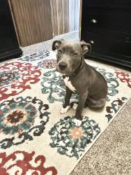 Lost Male Dog last seen Emily dr. Winterville nc, Winterville, NC 28590