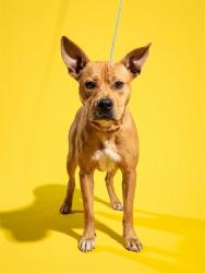 Shelter Stray Male Dog last seen Near BLOCK NORDE DR E, 2020 Forest St, Jacksonville, FL 32204, USA