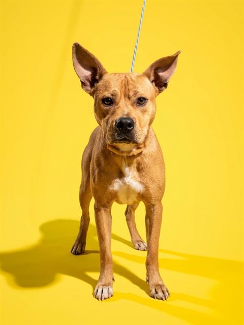 Shelter Stray Male Dog last seen Near BLOCK NORDE DR E, 2020 Forest St, Jacksonville, FL 32204, USA