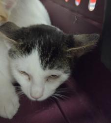 Shelter Stray Male Cat last seen , 14409 Vanowen St, Van Nuys, CA 91405, USA