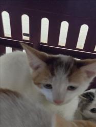 Shelter Stray Male Cat last seen , 14409 Vanowen St, Van Nuys, CA 91405, USA
