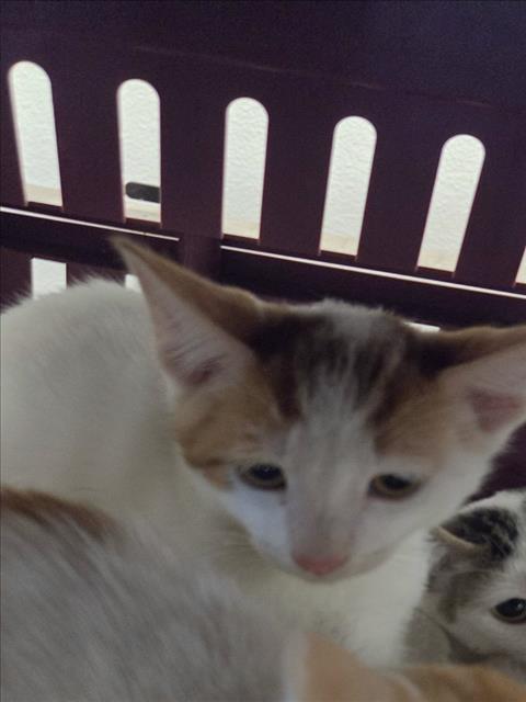 Shelter Stray Male Cat last seen , 14409 Vanowen St, Van Nuys, CA 91405, USA
