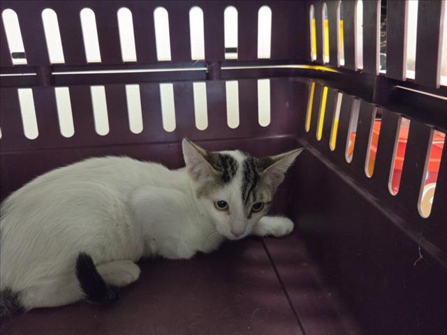 Shelter Stray Male Cat last seen , 14409 Vanowen St, Van Nuys, CA 91405, USA