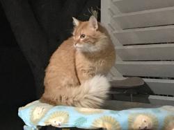 Lost Male Cat last seen Near Shadywood Ln, San Antonio, TX 78216, San Antonio, TX 78216