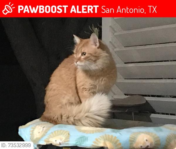 Lost Male Cat last seen Near Shadywood Ln, San Antonio, TX 78216, San Antonio, TX 78216