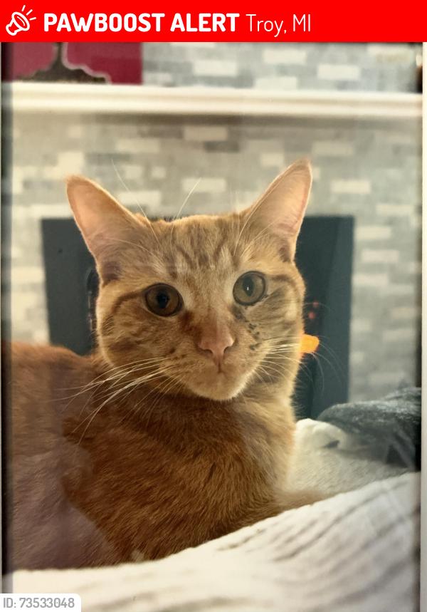 Lost Male Cat last seen Long lake and coolidge, Troy, MI 48098