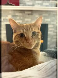 Lost Male Cat last seen Long lake and coolidge, Troy, MI 48098