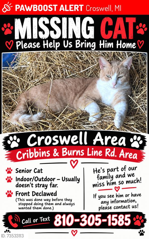 Lost Male Cat last seen Burns line, Croswell, MI 48422