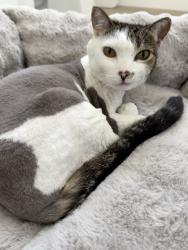 Lost Female Cat last seen Whittier blvd and Cyprus St, La Habra, CA 90631