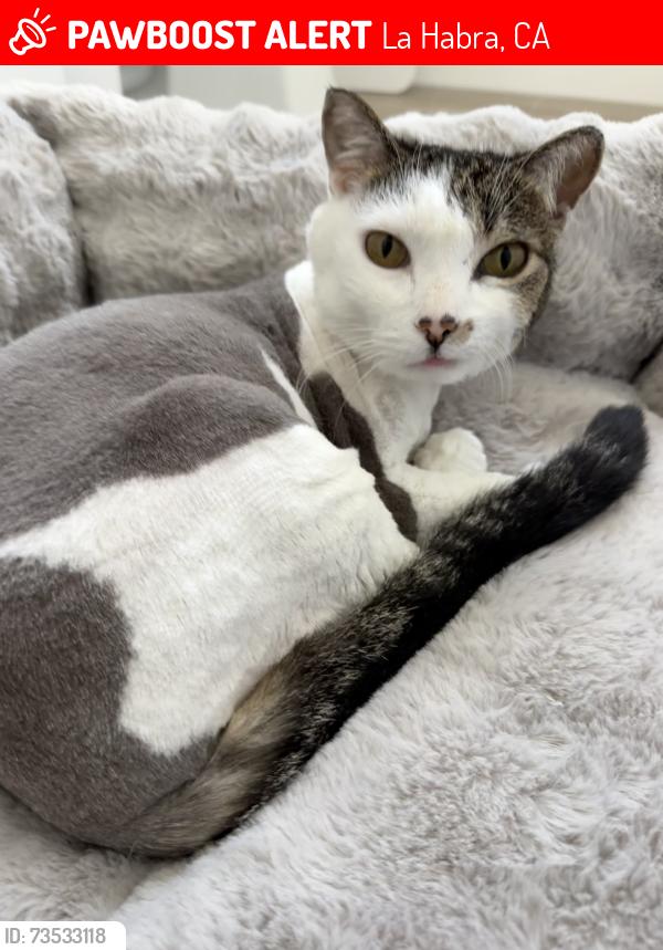 Lost Female Cat last seen Whittier blvd and Cyprus St, La Habra, CA 90631
