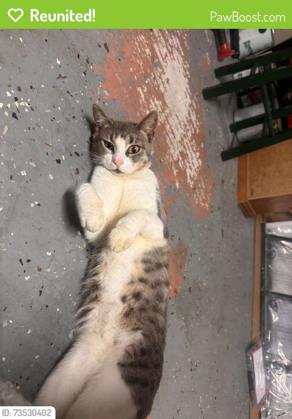 Reunited Female Cat last seen Parkview Lakeshores off of Pleasant Hill Rd Kissimmee, Fl, Kissimmee, FL 34741