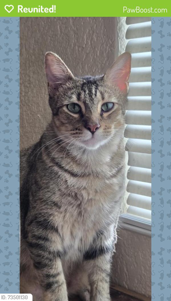 Reunited Female Cat last seen S Parker Ave, Nixon, TX 78140