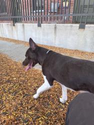 Found/Stray Male Dog last seen Near e 30th ave, Denver, CO 80205