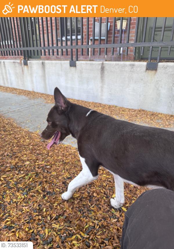 Found/Stray Male Dog last seen Near e 30th ave, Denver, CO 80205