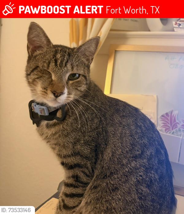 Lost Male Cat last seen Near Lea Shore Street Fort Worth Texas 76179, Fort Worth, TX 76179