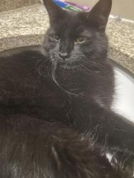 Reunited Male Cat last seen Schaumburg Rd & Barrington Rd, Schaumburg, IL 60193