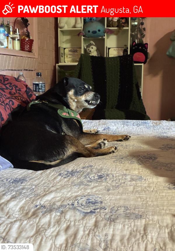 Lost Female Dog last seen Columbia and washington, Augusta, GA 30907