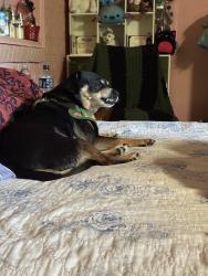 Lost Female Dog last seen Columbia and washington, Augusta, GA 30907