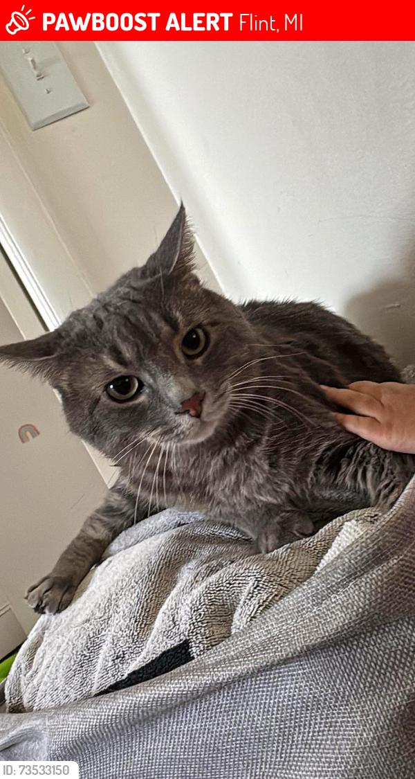 Lost Male Cat last seen Omega and Dort hwy, Flint, MI 48507