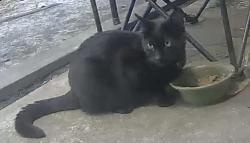 Found/Stray Unknown Cat last seen Colony Village apmts, New Bern, NC 28562