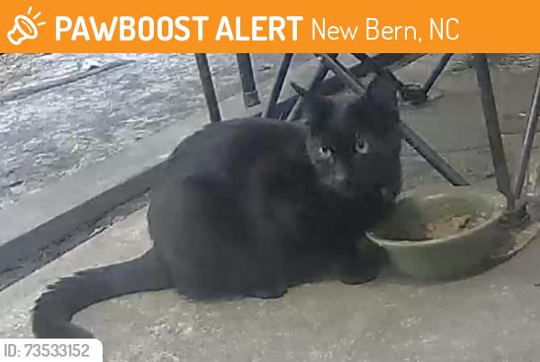 Found/Stray Unknown Cat last seen Colony Village apmts, New Bern, NC 28562