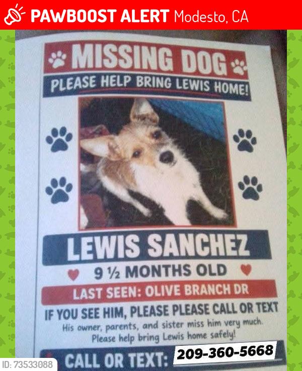 Lost Male Dog last seen Paradise Rd Modesto CA, Modesto, CA 95351
