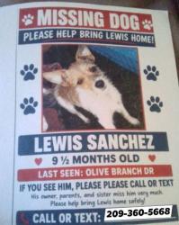 Lost Male Dog last seen Paradise Rd Modesto CA, Modesto, CA 95351