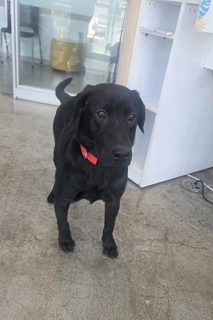 Shelter Stray Male Dog last seen Near E Berry St, East District, TX, 355 Hillshire Dr, Haslet, TX 76052, USA
