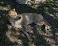 Shelter Stray Male Dog last seen Near NW 24TH ST, North District, TX, 355 Hillshire Dr, Haslet, TX 76052, USA