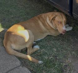 Shelter Stray Male Dog last seen Near NW 24TH ST, North District, TX, 355 Hillshire Dr, Haslet, TX 76052, USA
