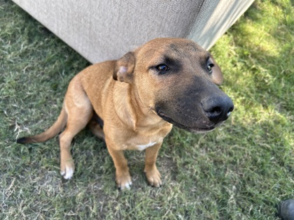 Shelter Stray Male Dog last seen Near NW 24TH ST, North District, TX, 355 Hillshire Dr, Haslet, TX 76052, USA