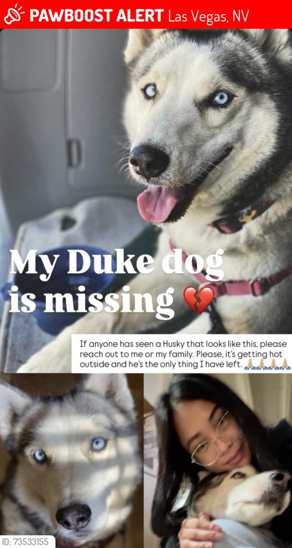 Lost Male Dog last seen Eastern & Bonanza, Las Vegas, NV 89101
