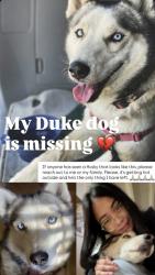 Lost Male Dog last seen Eastern & Bonanza, Las Vegas, NV 89101