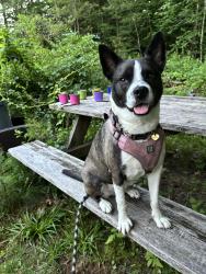 Reunited Female Dog last seen Vons, San Diego, CA 92122