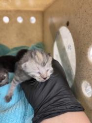Shelter Stray Unknown Cat last seen Construction site between Catawba river/ Exit 27, County/Unicorporated, NC, 1491 Business Park Ct, Gastonia, NC 28052, USA