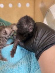 Shelter Stray Unknown Cat last seen Construction site between Catawba river/ Exit 27, County/Unicorporated, NC, 1491 Business Park Ct, Gastonia, NC 28052, USA