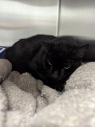 Shelter Stray Male Cat last seen , Roanoke, TX, 330 Rufe Snow Dr, Keller, TX 76248, USA