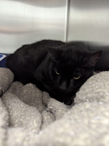 Shelter Stray Male Cat last seen , Roanoke, TX, 330 Rufe Snow Dr, Keller, TX 76248, USA