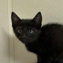Shelter Stray Male Cat last seen Tauber/ College Main, City of College Station,, 5359 Leonard Rd, Bryan, TX 77807, USA