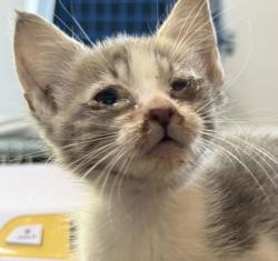 Shelter Stray Female Cat last seen Mount Hope and E. Barnes, Brazos County, TX, 5359 Leonard Rd, Bryan, TX 77807, USA